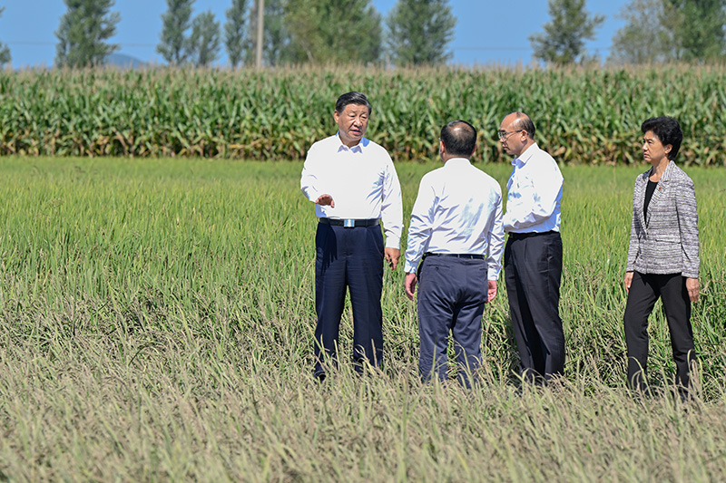 9月6日至8日，中共中央总书记、国家主席、中央军委主席习近平在黑龙江考察。这是7日上午，习近平在遭受洪涝灾害的哈尔滨尚志市老街基乡龙王庙村，察看水稻受灾情况。